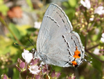 Gray Hairstreak